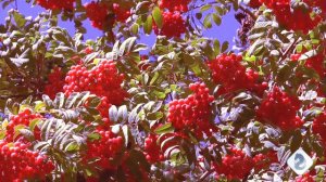 #Наслаждение осенью #Видеоklass#ЖаннаДаценко#НаВолнеМелодии#МузыкаДуши#