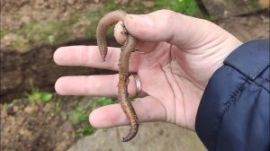 Продолжаем Выращивать Червя  Черного Принца и Дендробену