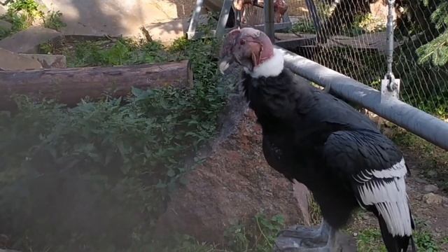 Андский кондор смотреть онлайн