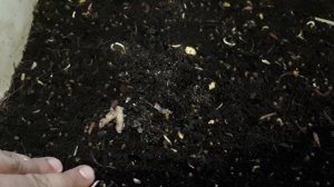 Земляной клещ. Что за зверь?