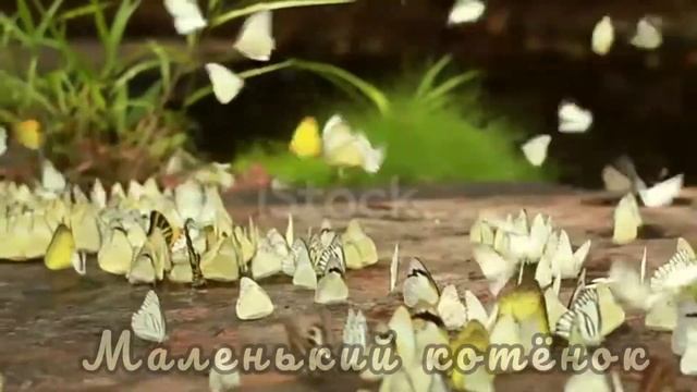 Бабочки летают, бабочки)??? смотреть онлайн