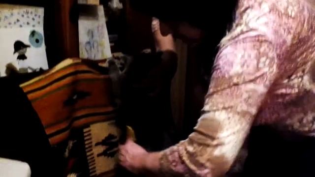 Как расчесать кота смотреть онлайн