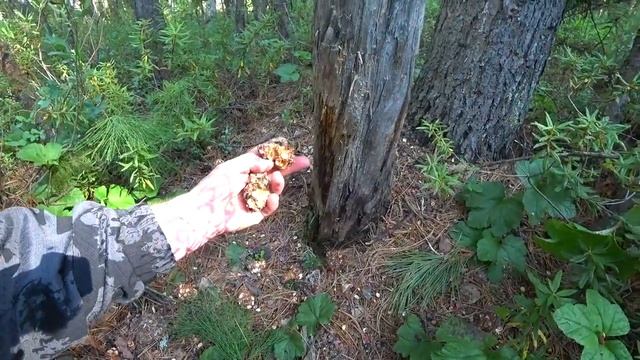 Путешествие в тайгу. Место которое перевернуло мой мир. Вода из родника. Из Омска в Сургут. смотреть онлайн