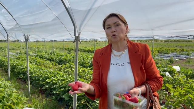 сорт SCALA и его особенности