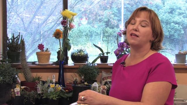 Flower Gardens : How to Grow Sea Holly (Eryngium Amethystinum) смотреть онлайн
