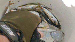 Рыбалка на Чёрном море. Морская рыбалка с катера в Геленджике.