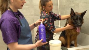 ШОУ-ГРУМИНГ НЕМЕЦКОЙ ОВЧАРКИ / КОСМЕТИКА #HYDRA