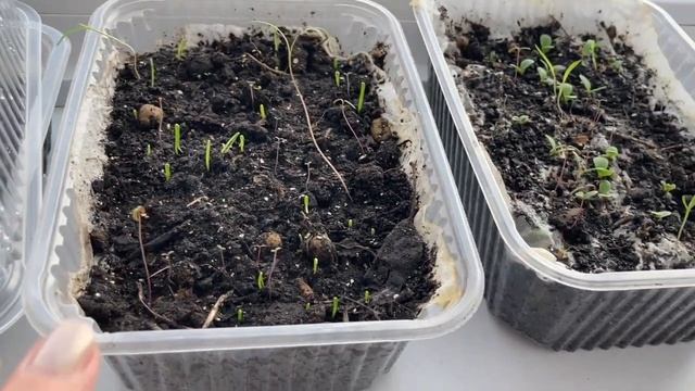 Циркулярка продолжает служить. Серия № 347. смотреть онлайн