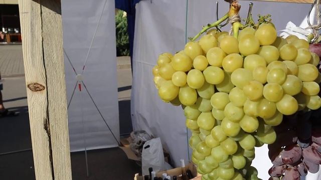 СТЕНД ВИНОГРАДА ОДЕССЫ. КИШМИШ РАТАТУЙ - ВКУС ОООЧЕНЬ УДИВИЛ! смотреть онлайн