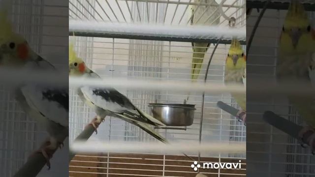 #harizma_ptichka_asorti Какие клювы у корелл? смотреть онлайн