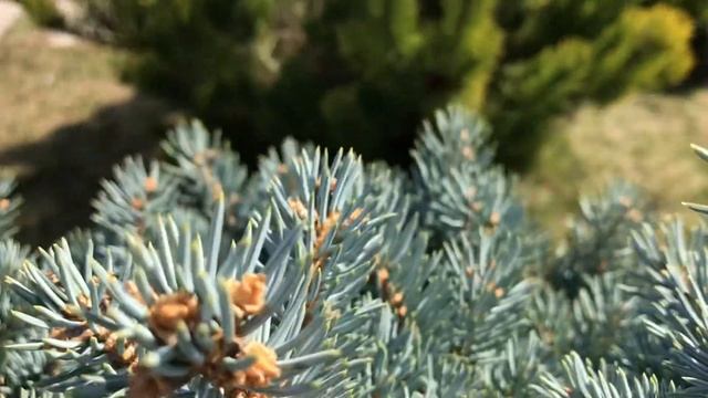 Ель колючая Глаука Глобоза/ Picea pungens Glauca Globosa смотреть онлайн