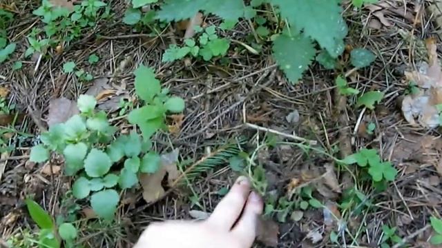 Как собирать картриджи для Денди (Видеоинструкция) смотреть онлайн