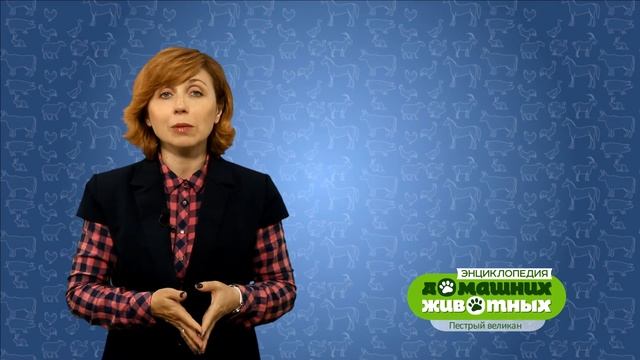 Энциклопедия домашних животных №33 - Пестрый великан смотреть онлайн