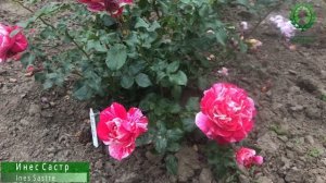 Плетистые розы Лагуна и Инес Састр- красота и аромат. Питомник ? и ? Е. Иващенко