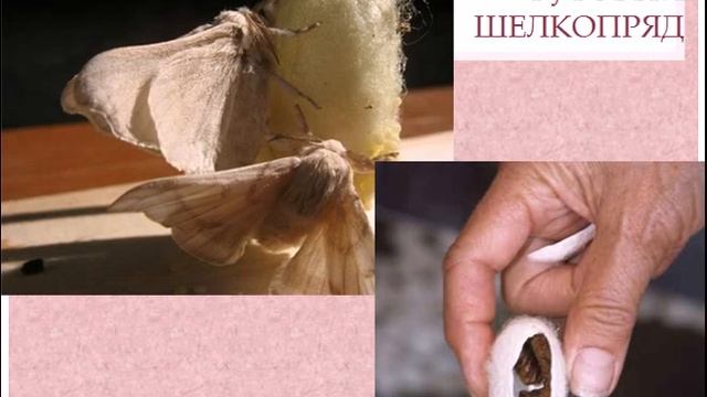 Пчелы и муравьи общественные насекомые смотреть онлайн