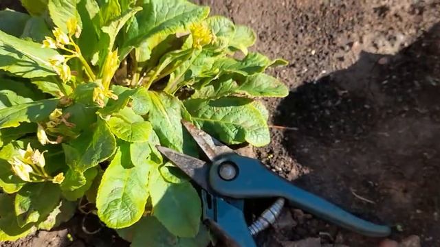 #примула #primula / Примула(лат. primula) отцвела. Что делать дальше начинающему садоводу ? смотреть онлайн