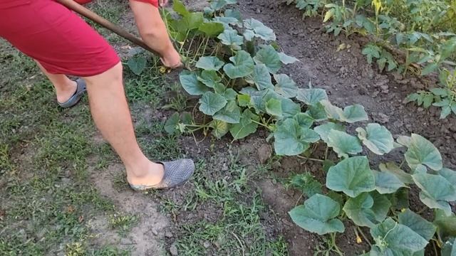 Всё радует! кроме помидора? смотреть онлайн
