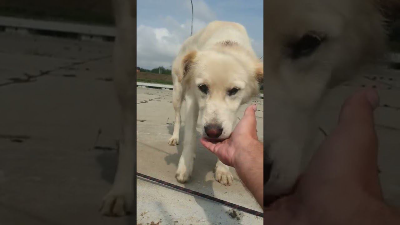 шлюз и пес смотреть онлайн