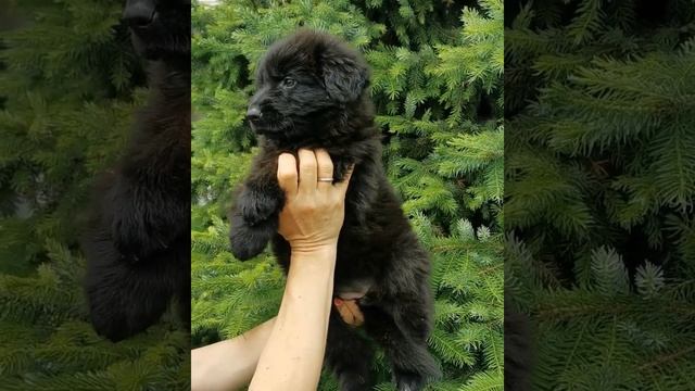 Чёрная длинношерстная немецкая овчарка смотреть онлайн