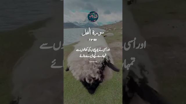 surah nahl ayat 79-80#quran_alkarim #surahnahl #قرآن #Quran #Allah #quranvideo смотреть онлайн