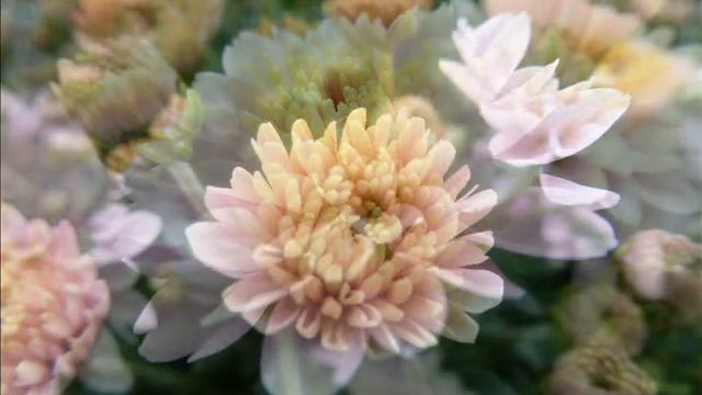 chrysanten (CD 19 nr. 3) смотреть онлайн
