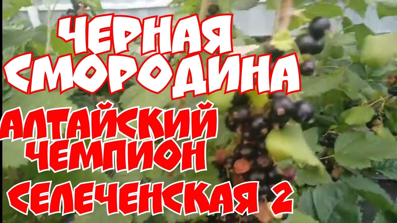 Черная смородина Алтайский чемпион, и Московская 17! смотреть онлайн