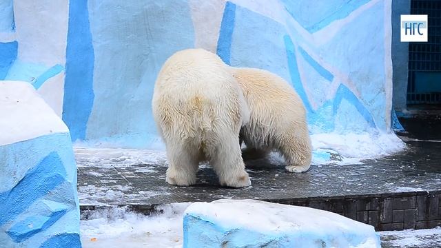 Медведица Герда рассердилась на медвежонка Ростика, 3 ноября, Новосибисркий зоопарк смотреть онлайн