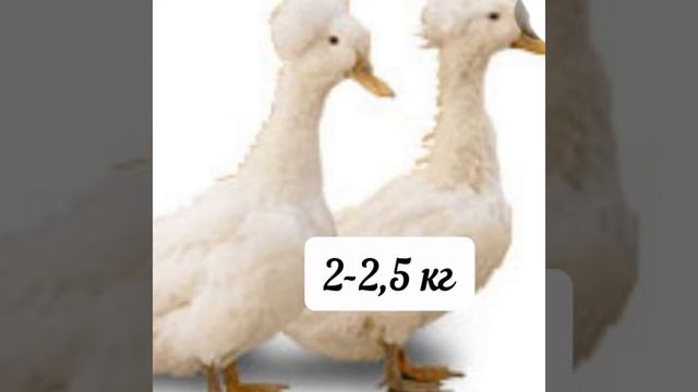 Русская хохлатая утка. смотреть онлайн