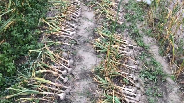 Чеснок. Начало уборки. Нестандартная стрелка Любаши. 6.07.2019 г.