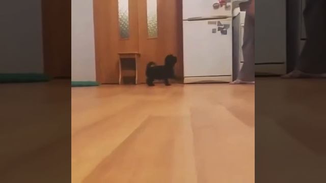 Аффенпинчер, кобель 3 месяца смотреть онлайн