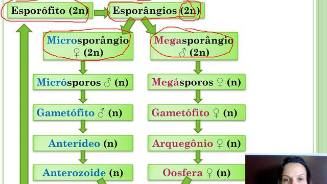 Pteridófitas - parte 2 смотреть онлайн
