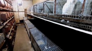 Промышленные клетки для кроликов