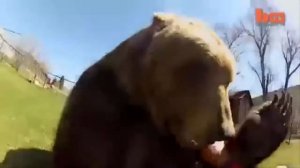 Как приручить медведя? Самый большой домашний медведь.