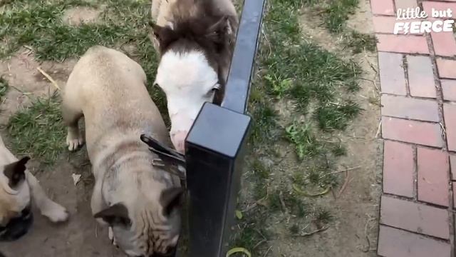The Smallest Horse In The World Sits At... The Dinner Table? | The Dodo Little But Fierce смотреть онлайн