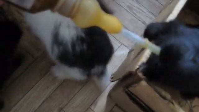 крольчата смотреть онлайн