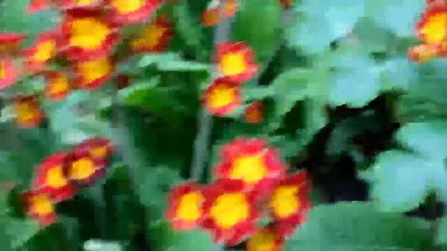 Primula movie1 смотреть онлайн
