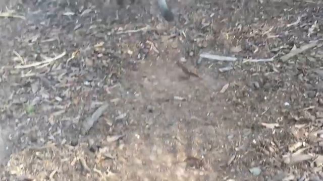 Wallaby female after mating: this is Donna смотреть онлайн