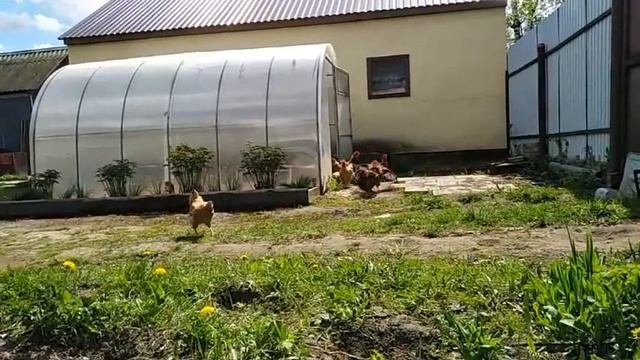 22 мая 2020г. ПОГОВОРИМ О МЯСЕ ПТИЦЫ кучинская юбилейная смотреть онлайн