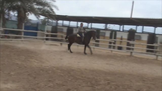 (VENDIDO)REMATE, caballo español a la vaquera. EQUISELEC Luis Lorente смотреть онлайн