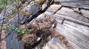 Куда поехать на Урале? «БАЗАЛЬТОВЫЕ СКАЛЫ» с.Калюткино