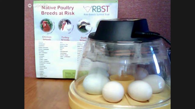 RBST | Rare Breed Egg Setting | Day 0 смотреть онлайн