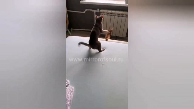 У вас появился котёнок. Адаптация котёнка в доме смотреть онлайн
