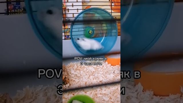Пвахавн...))) #хомяк #уходзахомяком #джунгарик #джунгарскийхомяк #хомячок #рекомендации #подпишись