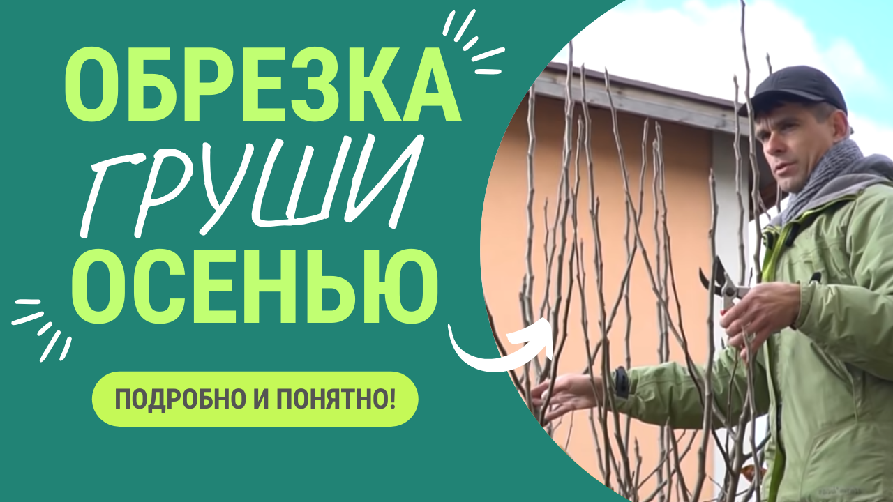 КАК ПРАВИЛЬНО ОБРЕЗАТЬ ГРУШУ ОСЕНЬЮ? смотреть онлайн