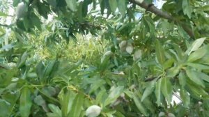 Миндаль,сорт Никитский 22-40