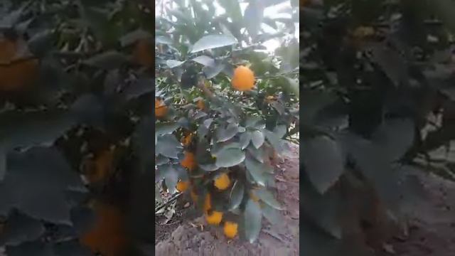 Лимон зимой смотреть онлайн