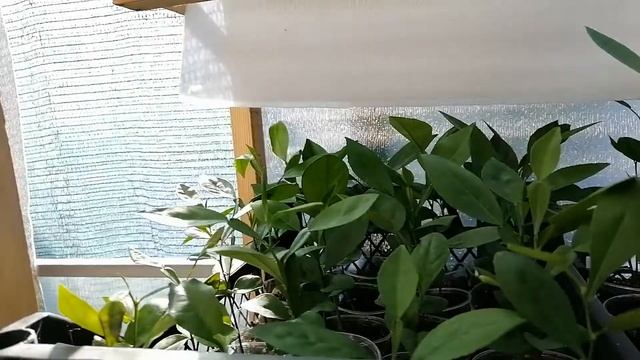Распродажа подвоев помело и не только. смотреть онлайн