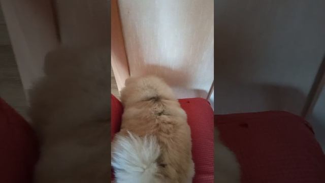 @MAGICDOG_EVAN ТАЙНАЯ ЖИЗНЬ ДОМАШНИХ ПИТОМЦЕВ смотреть онлайн