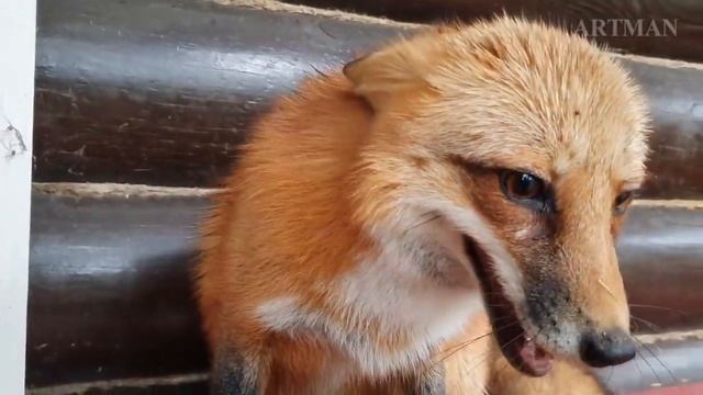 ЛИСЯО. Алиса - Лиса. Тайна покусанных сидений (СМ)