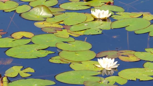 Парк " Утиное озеро летом" - видео зарисовка - Алексей Доктор Леший - бард смотреть онлайн